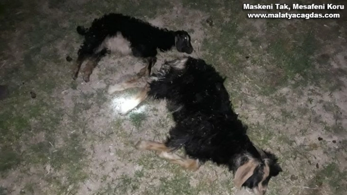 Bulanık'ta sokak köpekleri 4 oğlağı telef etti