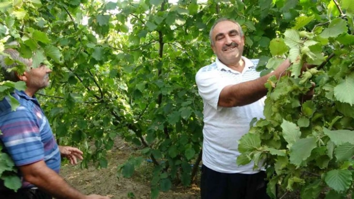 Burası Ordu değil Adana: Fındık hasadı başladı