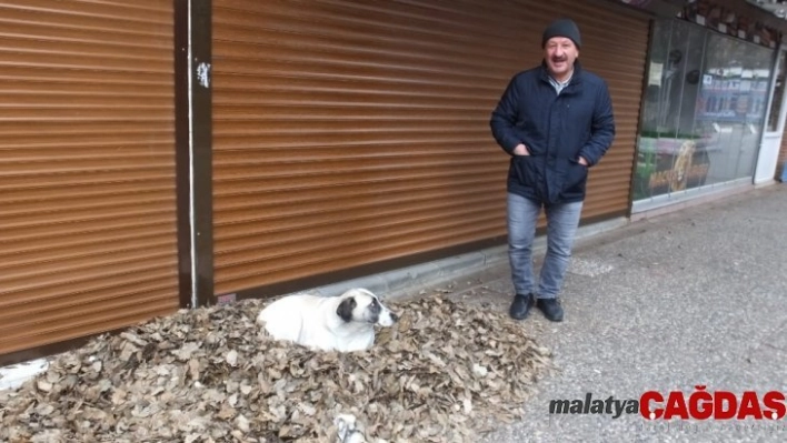 Burhaniye'de tarihi meşelerin yaprakları sokak hayvanlarına yatak oldu