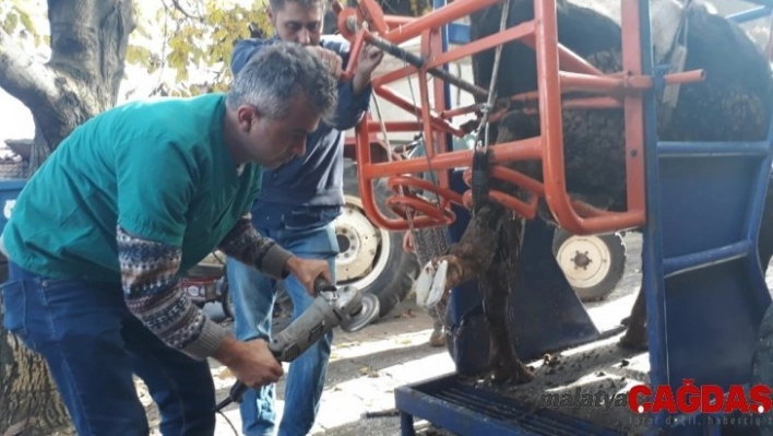 Büyükbaş hayvanların ayak ve tırnak bakımları böyle yapılıyor