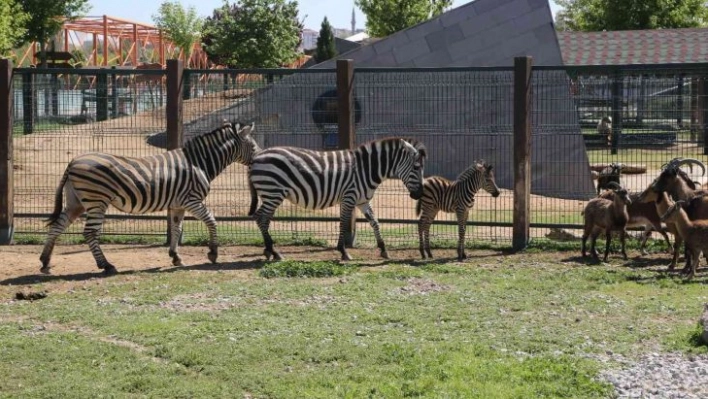 Büyükşehir Hayvanat Bahçesi'nde yeni doğan zebra ilgi odağı oldu