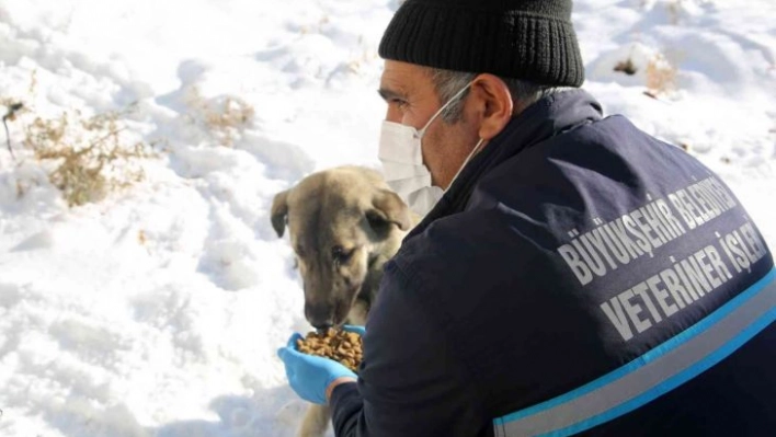 Büyükşehir'in ekipleri yaban hayatını korumak için doğaya yem bırakıyor