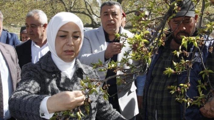 Çalık: Malatya'da zirai don nedeniyle hasar tespit çalışmaları başladı