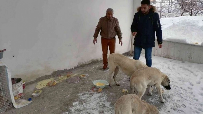 Çelikhan'da sokak hayvanları unutulmadı