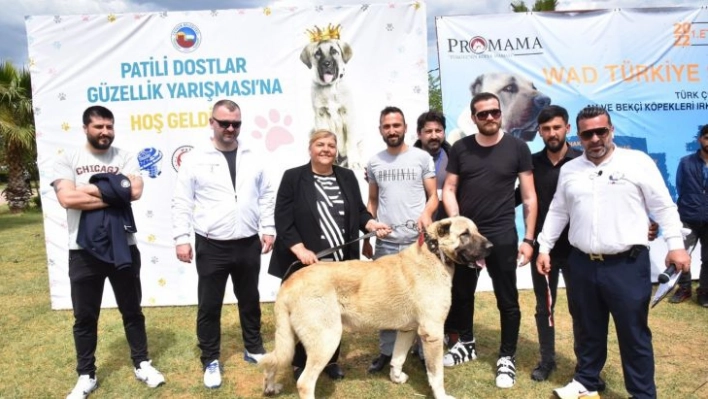 Ceyhan'da 'Patili Dostlar Güzellik Yarışması'