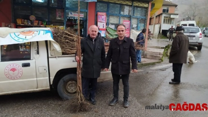 Çiftçilere 650 adet Trabzon Hurması fidanı verildi