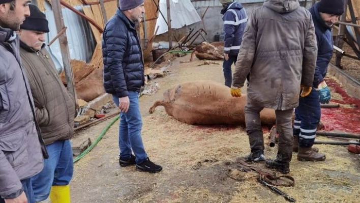 Çiftlik çöktü, 22 büyükbaş hayvan telef oldu