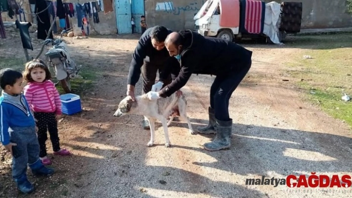 Çobanbey'de kedi ve köpeklere kuduz aşısı yapılıyor