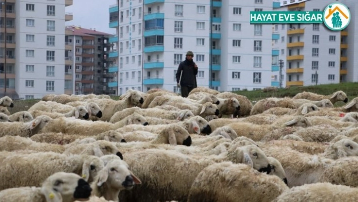 Çobanlar 1 Mayıs'ta da çalışmaya devam etti