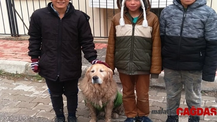 Çocuklar sokak köpeğine üşümesin diye tişört giydirdi