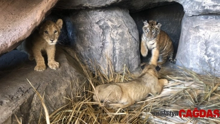 Çocuklar, sömestr tatilinde aslan ve kaplan yavrularını sevme fırsatı bulacaklar