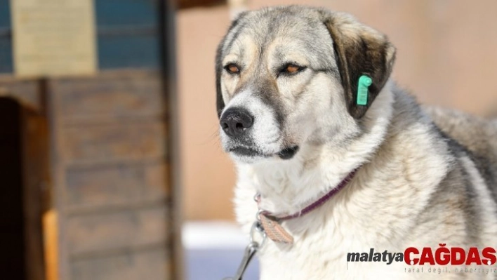 Çöplükte tellere bağlı ölüme terk edilen Dost artık mutlu