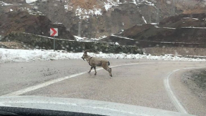 Dağ keçileri karayoluna indi