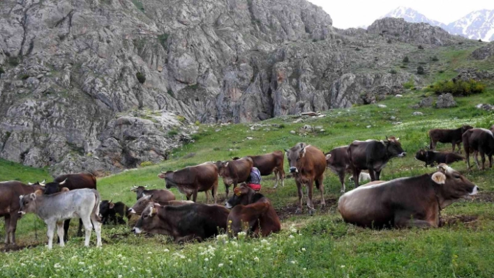 Dağ keçileriyle inek sürüsü bir arada