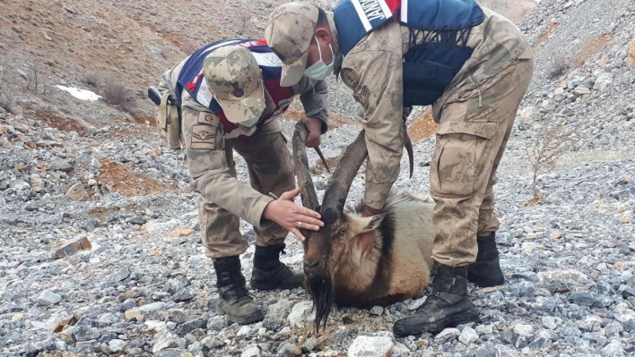 Dağ keçisi avlayan şahsa Ceza Yağdı