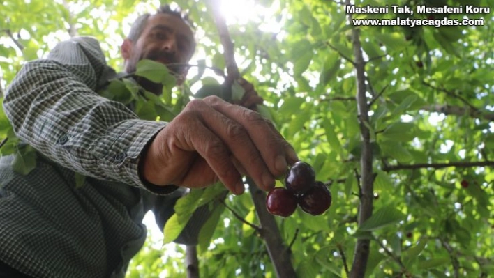 Dalbastı kirazında hasat başladı, rekolte düşük kaldı