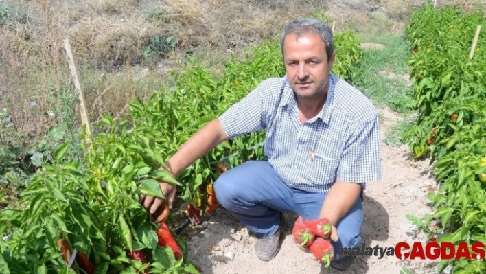 Darende'de, kapya biber üretimi yaygınlaşıyor