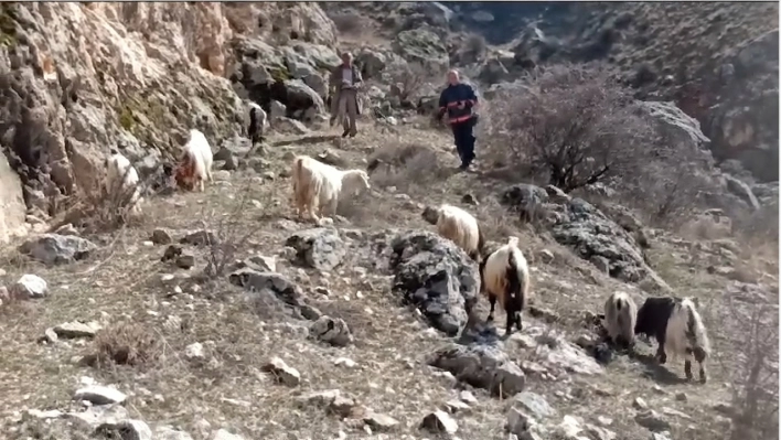 Darende'de kayalıklarda mahsur kalan keçileri itfaiye kurtardı