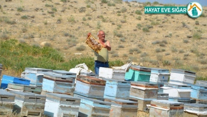 Bu yıl verim yüksekliğinden umutlu