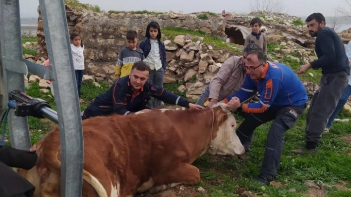 Demir direk arasında sıkışan ineği AFAD ekipleri kurtardı