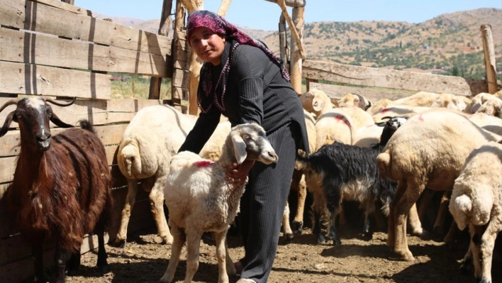 Depremde hayvanları telef olan kadın besici devlet desteğiyle ayağa kalktı