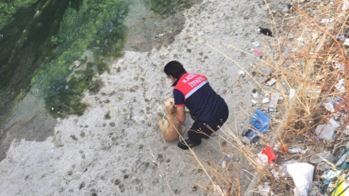 Derede mahsur kalan köpeği itfaiye kurtardı