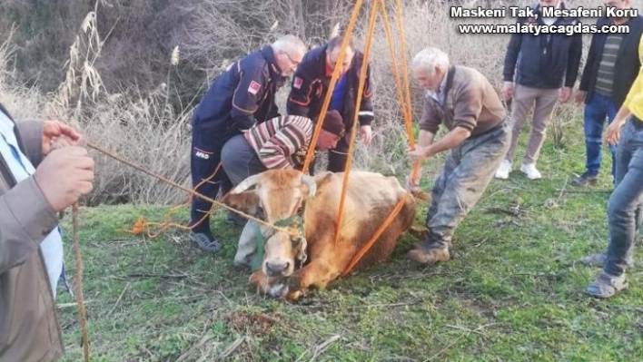 Dereye düşen inek kurtarıldı