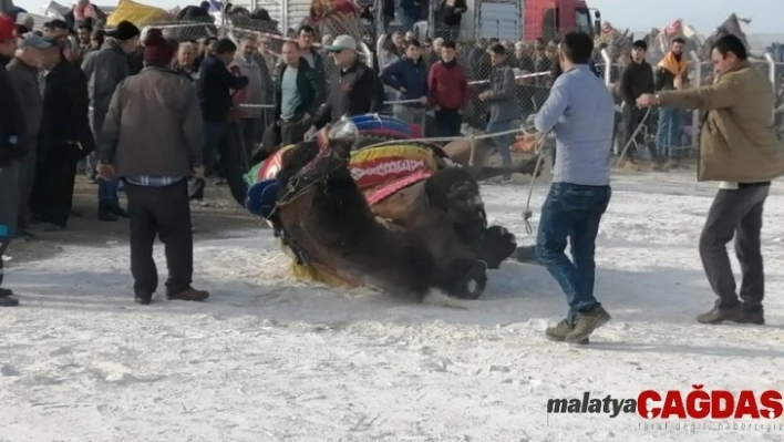 Deve güreşinde korkulu anlar