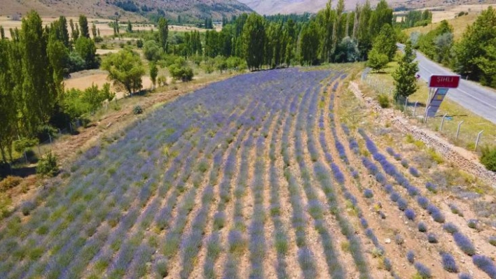 Develi'de lavanta bahçesinde hasat zamanı yaklaştı