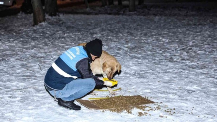 Diyarbakır'da 'Can Dostlara' 1 ton 700 kilogram mama bırakıldı