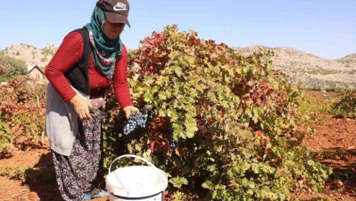 Diyarbakır'da coğrafi işaretli Boğazkere üzümünde bağbozumu başladı