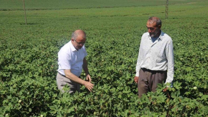 Diyarbakır'da hububat hasadı bitti: İl Tarım ve Orman Müdüründen 'anız yangını' uyarısı