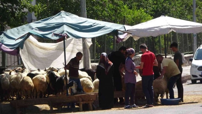 Diyarbakır'da kurbanlıklar sıcakların gölgesinde kaldı