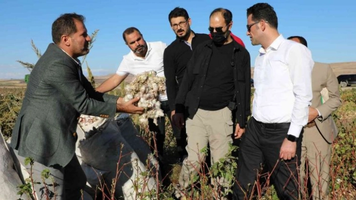 Diyarbakır'da pamuk hasadı etkinliği