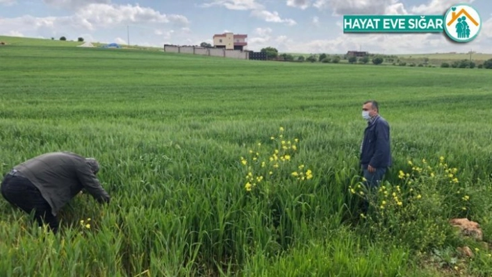 Diyarbakır'da süne ile mücadele sürüyor