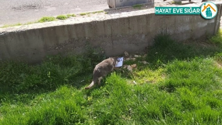 Diyarbakır'da vatandaşlar sokak hayvanlarını unutmadı