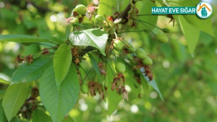 Diyarbakırlı meyve üreticisi hasat için gün sayıyor