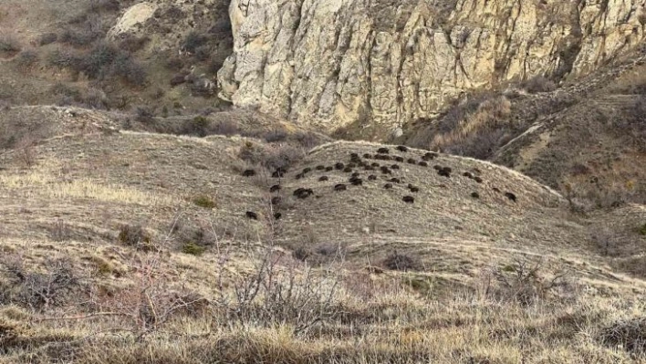 Doğa fotoğrafçısı, karşılaştığı sürü ile neye uğradığını şaşırdı