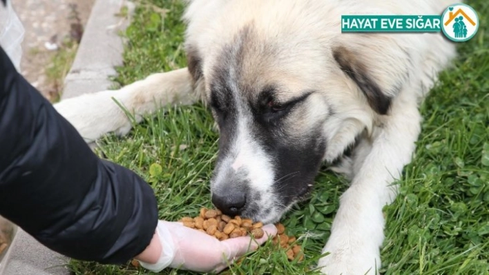 Doğa ve hayvanlar için el ele