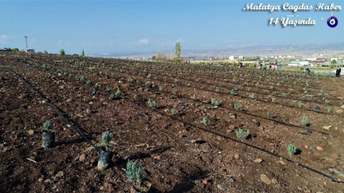 En büyük lavanta bahçesi Elazığ'da kuruldu