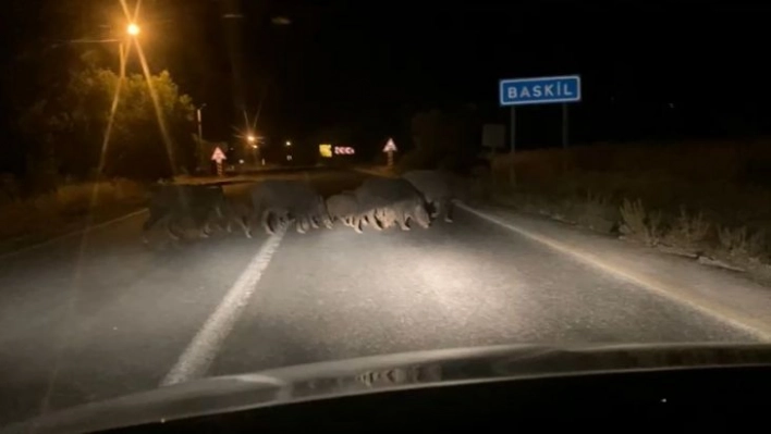 Domuz sürüsü araçlara aldırış etmeden karşıya geçti