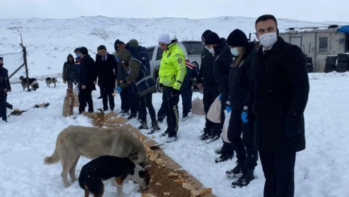 Dondurucu soğuklarda sokak hayvanları unutulmadı