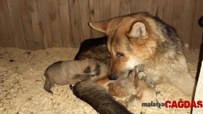 Donmak üzere olan yavru köpekler kurtarıldı