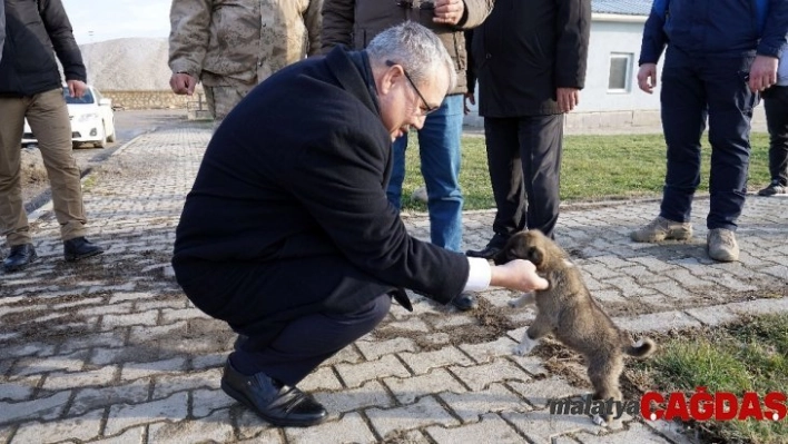 Donmak üzere olan yavru köpekleri jandarma kurtardı