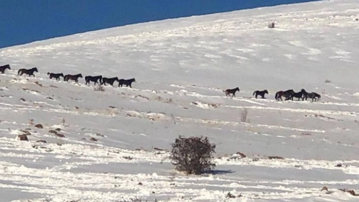 Drone kamerasına takılan yılkı atları eşsiz görüntüler oluşturdu