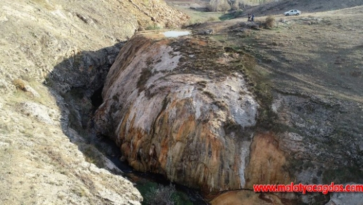 Dünyada nadir görülüyordu, koruma atına alındı