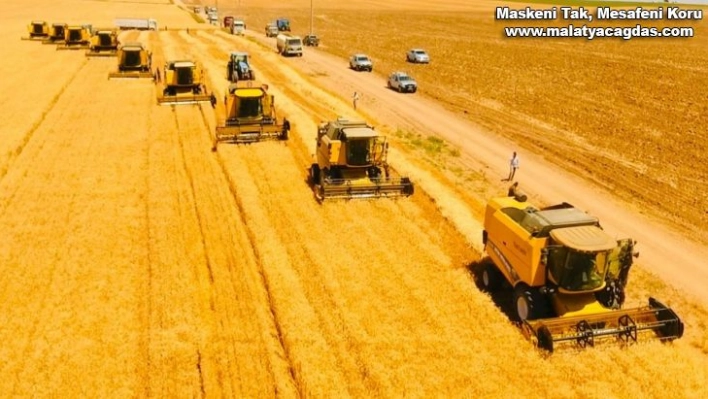 Dünyanın en büyük çiftliğinde buğday hasadı başladı