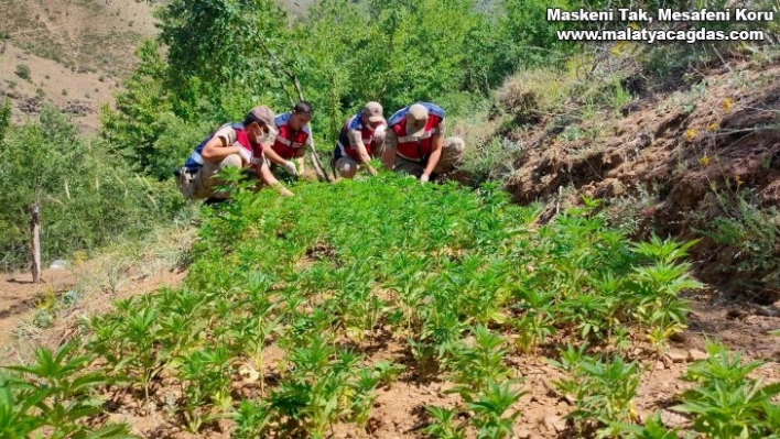 Elazığ'da  uyuşturucu tarlasına operasyon,  6 bin kök kenevir ele geçirildi