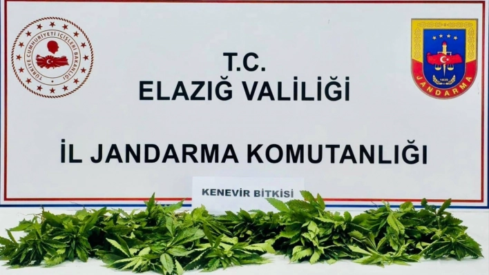 Elazığ'da 158 kök Hint keneviri ele geçirildi