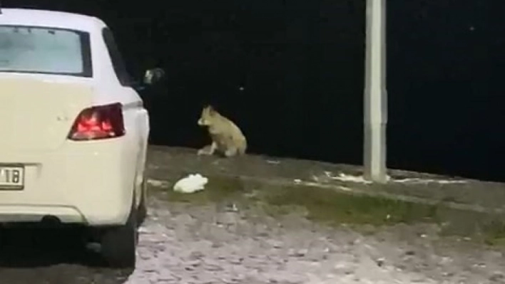 Elazığ'da aç kalan tilki mahallede yiyecek aradı